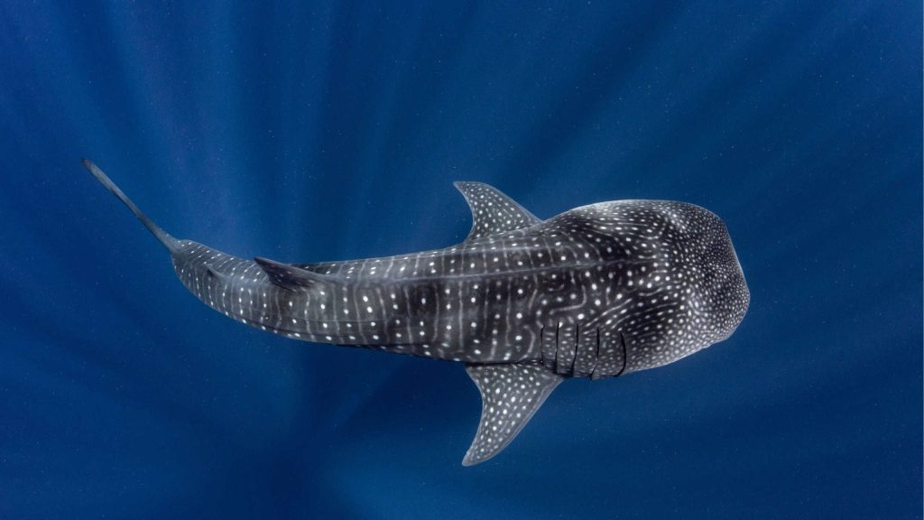 8 animais selvagens que são mais “dóceis” do que você