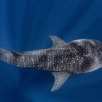 8 animais selvagens que são mais “dóceis” do que você