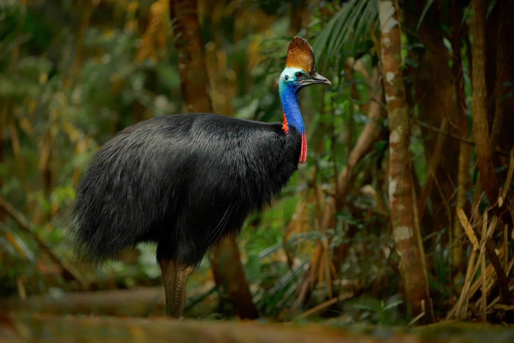 8 aves com os cantos mais assustadores da natureza
