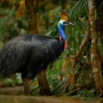 8 aves com os cantos mais assustadores da natureza