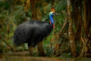 8 aves com os cantos mais assustadores da natureza