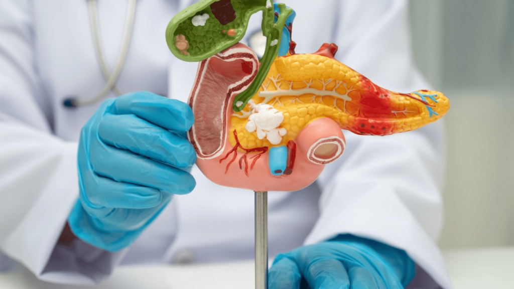 Afinal, para que serve o pâncreas no corpo humano?