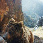 Alerta de fofura! Documentário mostra ‘urso mais raro do mundo’