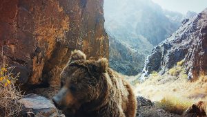 Alerta de fofura! Documentário mostra ‘urso mais raro do mundo’