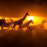 Animais realmente conseguem prever desastres naturais?