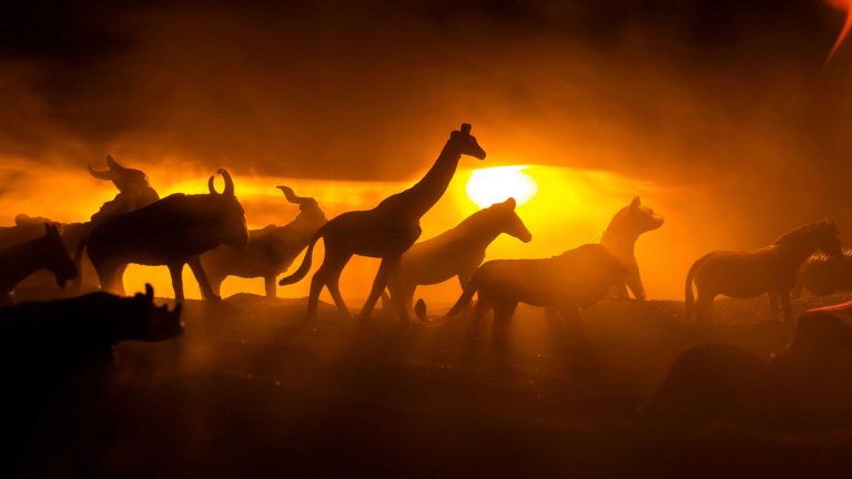Animais realmente conseguem prever desastres naturais?