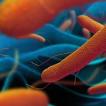 Bactéria mortal está se tornando resistente aos antibióticos