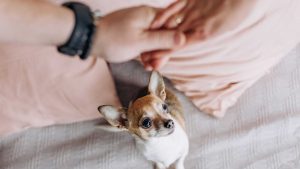 Cães sentem ciúmes? Entenda mais sobre esse comportamento animal