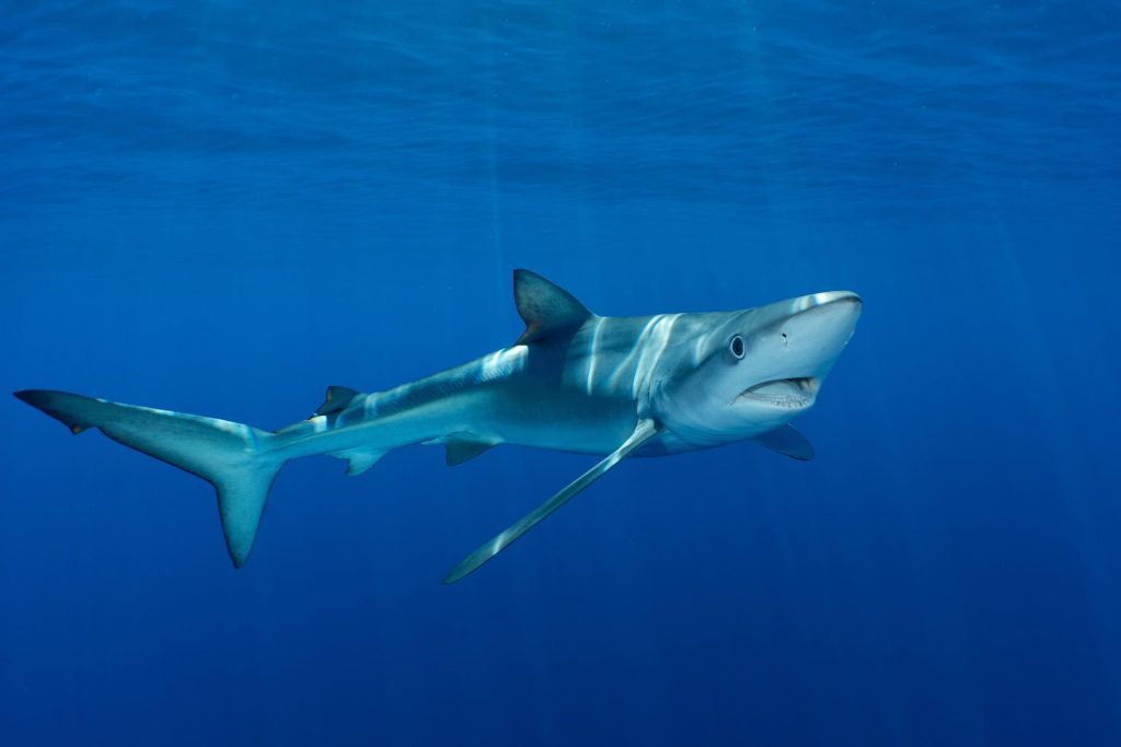 Camaleão dos mares? Tubarão-azul tem pele que pode mudar de