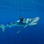 Camaleão dos mares? Tubarão-azul tem pele que pode mudar de