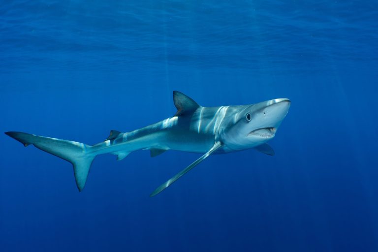 Camaleão dos mares? Tubarão-azul tem pele que pode mudar de