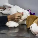 Câmara aprova lei que proíbe testes cosméticos em animais