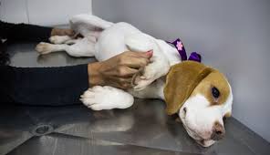 Câmara aprova lei que proíbe testes cosméticos em animais