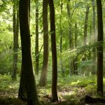 Como a guerra contra a Rússia fez surgir uma floresta