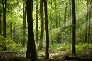 Como a guerra contra a Rússia fez surgir uma floresta