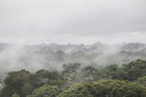 Conheça (e entenda) o que são os “rios voadores” da