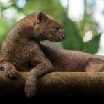 Conheça o jaguarundi, o animal metade ‘gato’ e metade ‘lontra’