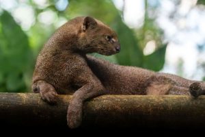 Conheça o jaguarundi, o animal metade ‘gato’ e metade ‘lontra’
