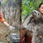 Corpo de Bombeiros captura mais de 1,3 mil animais silvestres