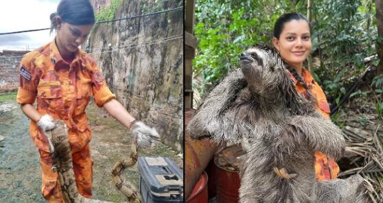 Corpo de Bombeiros captura mais de 1,3 mil animais silvestres