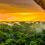 Degradação da Amazônia aumenta o risco de novas pandemias; entenda
