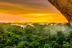 Degradação da Amazônia aumenta o risco de novas pandemias; entenda