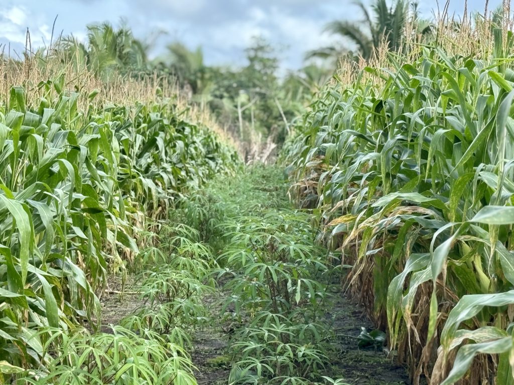 Dia de Campo debate práticas sustentáveis na agricultura familiar em