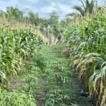 Dia de Campo debate práticas sustentáveis na agricultura familiar em