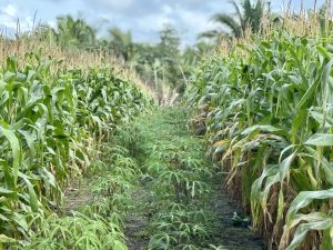 Dia de Campo debate práticas sustentáveis na agricultura familiar em