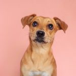Dia do Vira-Lata: conheça 8 curiosidades do cachorro mais famoso
