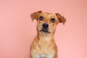 Dia do Vira-Lata: conheça 8 curiosidades do cachorro mais famoso