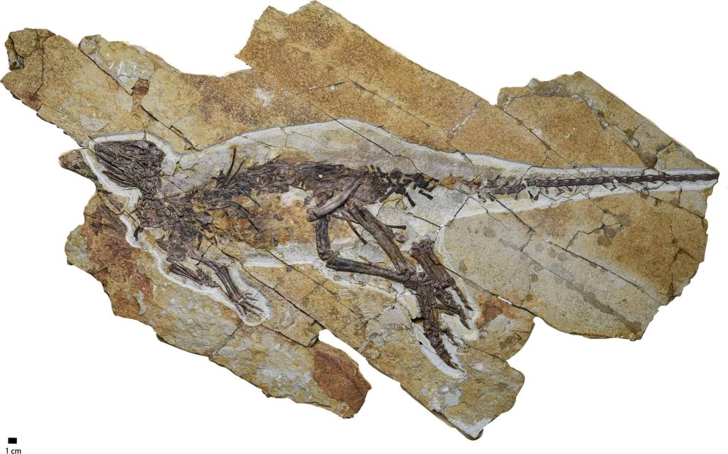 Encontrado fóssil de dinossauro com garganta similar a das aves