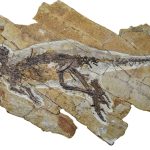 Encontrado fóssil de dinossauro com garganta similar a das aves