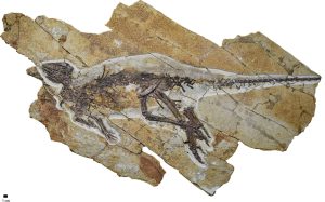 Encontrado fóssil de dinossauro com garganta similar a das aves