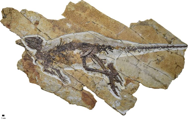 Encontrado fóssil de dinossauro com garganta similar a das aves