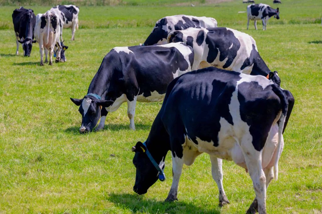 Entenda a possível ligação da doença da vaca louca com