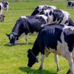 Entenda a possível ligação da doença da vaca louca com