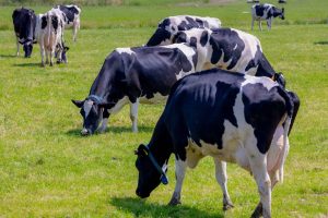 Entenda a possível ligação da doença da vaca louca com