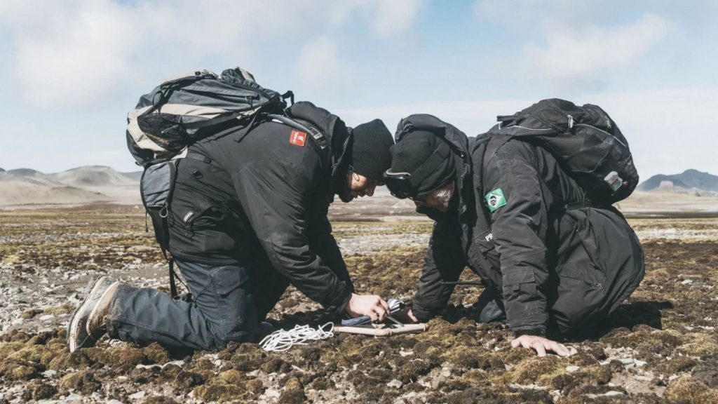 Espécies de fungos são descobertas na Antártica por cientistas brasileiros