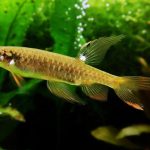 Esse peixe da Amazônia bota ovos fora d’água e depois