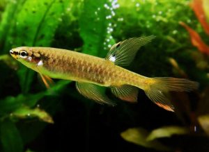 Esse peixe da Amazônia bota ovos fora d’água e depois