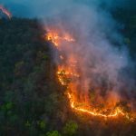 Estudo liga extinção em massa à perda de florestas tropicais