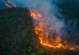 Estudo liga extinção em massa à perda de florestas tropicais