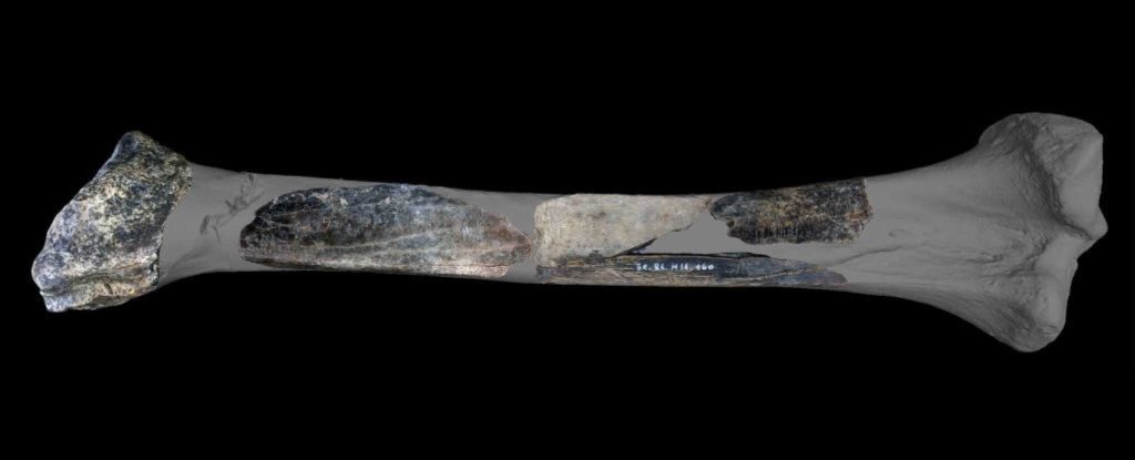 Estudo revela “canivete suíço” neandertal feito de osso de leão