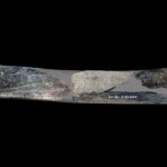 Estudo revela “canivete suíço” neandertal feito de osso de leão