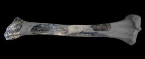 Estudo revela “canivete suíço” neandertal feito de osso de leão