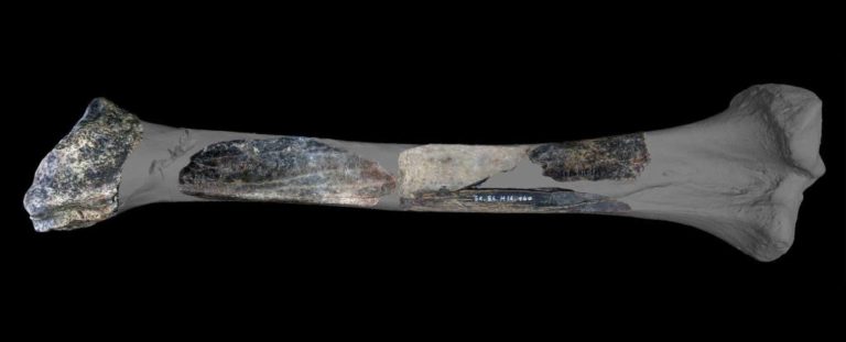 Estudo revela “canivete suíço” neandertal feito de osso de leão