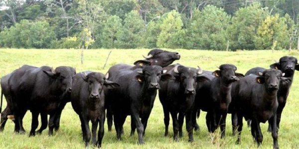 Fazendeiro é acionado por abandono de búfalos no MA