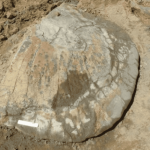 Fóssil de tartaruga gigante é encontrado na Amazônia