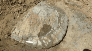 Fóssil de tartaruga gigante é encontrado na Amazônia